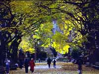Central_Park_the_Mall_in_fall.jpg